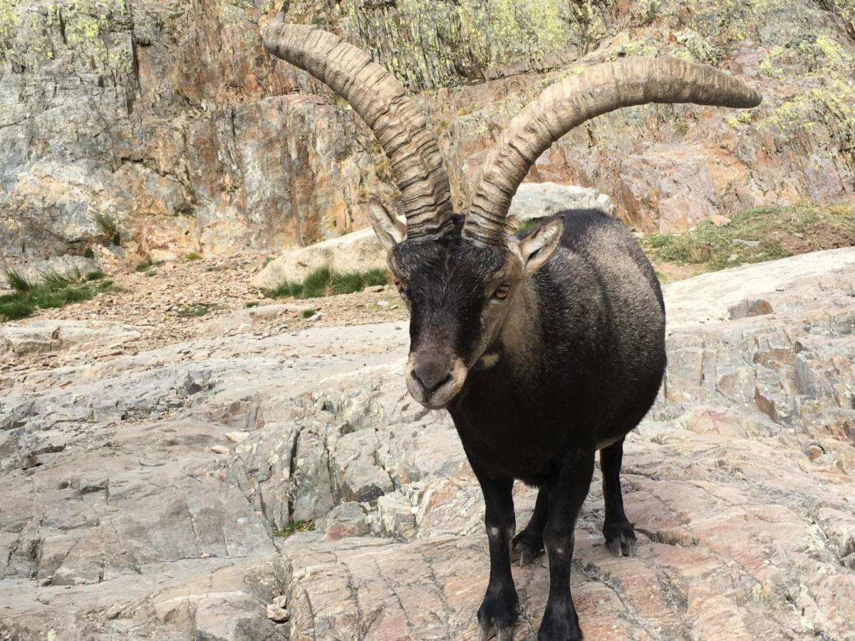 Penzion Artesano I Y III Navarredonda de Gredos Exteriér fotografie